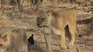 Zebra Crossing The River Try To Escape Crocodiles and Beyond The River The Lions Waiting