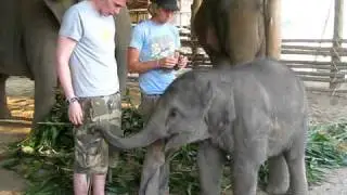 Baby Elephant Chang Yim chases Sam