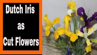 Dutch Iris Harvest & Vase Life Tips ~ Ep 52