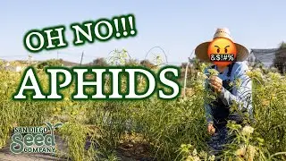 3 Pollinator Tips & How I'm Dealing with this Aphid Infestation on my Milkweed