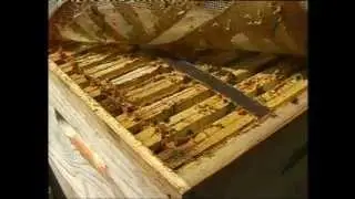 Techniques de r&eacute;colte de la Propolis