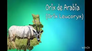 orix de arabia (oryx leucoryx)