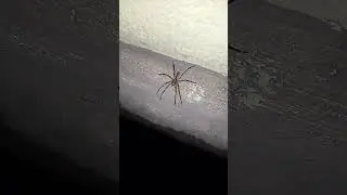 Kr&auml;useljagtspinne/Nosferatuspinne Zoropsis Spinimana an einer Hauswand