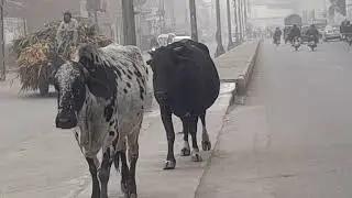 Cows roam among people on the streets of Lahore