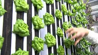 Vertical Farming - WFSB TV 3 - 2023