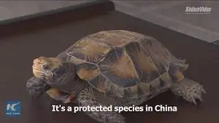 A lucky journey home! Impressed tortoise rescued by forestry police in SW China
