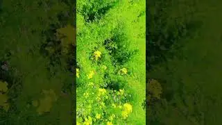 Quran Recitation Best voice , Mustard plants , Flowers , best scene .Subhan Allah