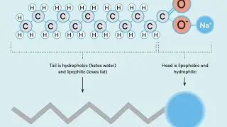 2445. Soap Molecules!