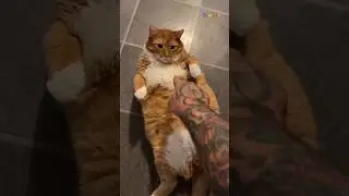 Why orange cats are lazy 😱