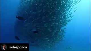 Cabo Pulmo - Marine Life - Part 3 - Los Cabos