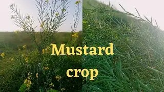 Mustard crop is ready in Sindh