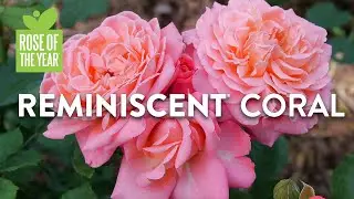 Rose of the Year 2025 - Reminiscent&reg; Coral