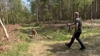 Tracking/Mantrailing with a working line Belgian Malinois