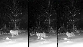 Catwalk 1-2-3. Ilvesepere &otilde;htusel jalutusk&auml;igul. Lynx lynx. #wildlife #nature #lynx