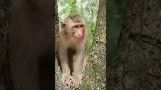 So Lovely Hybrid Baby Monkey Rex