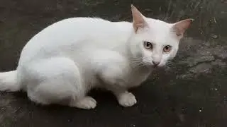 Beautiful Angora Cat ang Puti sarap hipuin