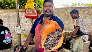 Kasimedu🔥Speedselvam Big Conch cutting video | Rare Seafood | Seasnail | Chennai best seafood |