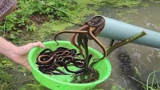 Eel Trap Using Pipes And Plastic Basket To Catch