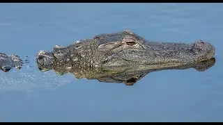 4K Dixie Mainline road, Dixie County Florida. Searching for monster swamp Gators!