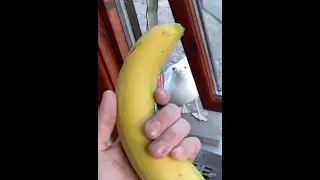 Does seagull like banananana?