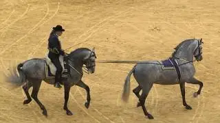 Het pure Spaanse Paarden ras in Show