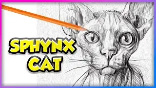 How to Draw a Sphynx Cat Portrait 🐱 | Step-by-Step Realistic Drawing
