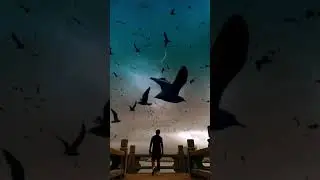 VFX Edit | Bird and Sky Replacement # shorts