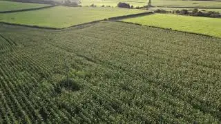 Grass Science Seeds forage maize checks (UK)