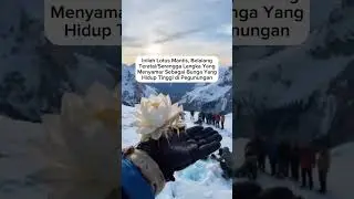 Lotus Mantis: Keindahan Bunga dengan Jurus Mematikan