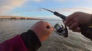 Xric Catches Something Huge at Sunrise! #fishing #sunrise #daiwa #outdoors #venom