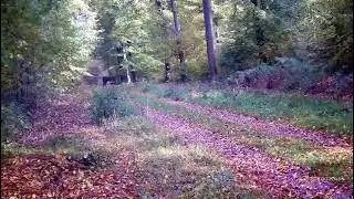 Tir d&rsquo;un faon plus de 100 M en battue saison 2025/26￼