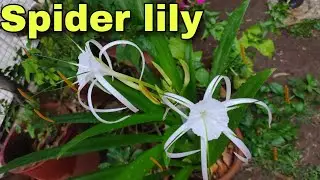 Spider lily - Care tips, repoting and time lapse of blooming || Beach spider lily || Harshita