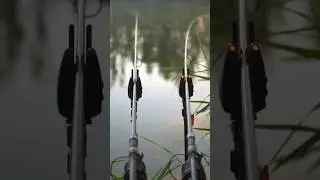 #fishing #carpy #carpfish #commoncarp #bigcarp #fish #bigcarpfish #bigfish #bassfishing