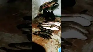 #shorts #fish snakehead murel fish