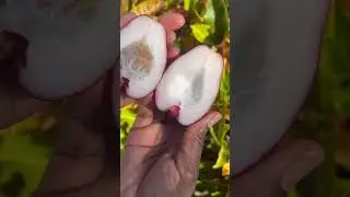 Jamaican Apples are so delicious #shorts30 #youtubeblack