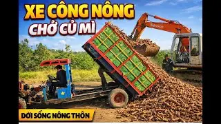 Chuyến Xe Công Nông Chở Củ Mì Bán Trạm Cân | Giá Củ Mì Hôm Nay 2,15 @NôngdânTN-vi