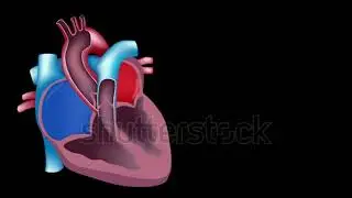 slow motion of blood flow in the heart seamless loop