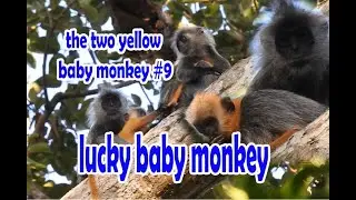 lucky baby monkey|silver leaf monkey #9|wildlife99