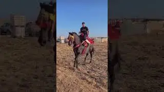 #الخيل #tbourida #cheval #الله_الله #fantasia #concours #التبوريدة_المغربية