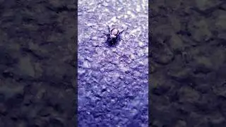 Day In The Life of A Beetle 🪲