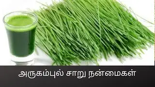 Benefits of Durva Grass Juice or Arugampul Juice #201(அருகம்புல் சாறு நன்மைகள்) _ C.K.Nandagopalan