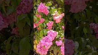 Flowers Bougainvillea 🌼 Mounts Botanical Garden, Florida, USA 🗽 #flower #Bougainvillea #PaperFlowers