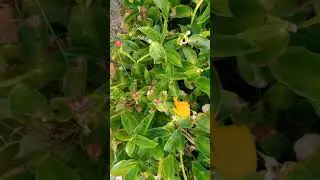 How to get rid of CATERPILLARS #gardening #pesticides #shorts