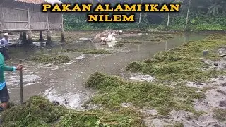 Pakan Alami Ikan Nilem & Persiapan Sebelum Memanen Ikan Di Kolam Ganggang