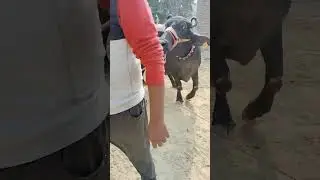 Imran cattle Farm