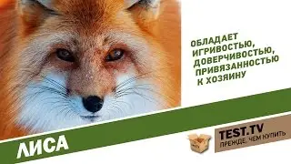 TEST.TV: Как приручить ЛИСУ?