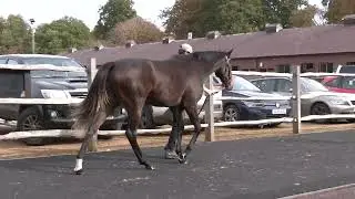Gloriola (Filly)- Aclaim x Gemina
