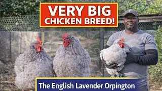 Very big chicken breed! The English Lavender Orpington 