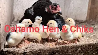 🇩🇪 Oshamo Hen and Chiks 🇩🇪