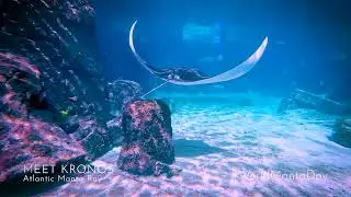 World Manta Day - Atlantis Bahamas